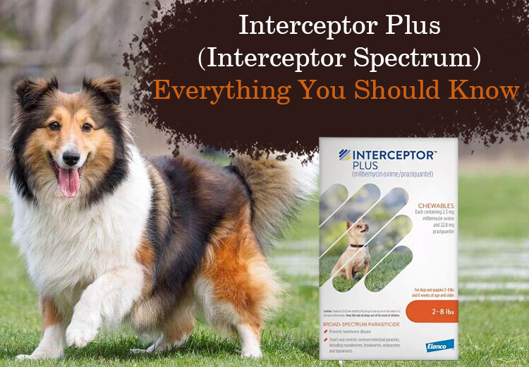 Interceptor spectrum for store dogs